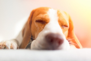 Beagle sleep on sofa in bright room, an Animal Photo by MadPhotos