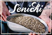 Brushtion | a Brush font, a Script Font by Basnistudio (Thumbnail 3 of 7)