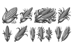Corn on the Cob engraving set vector, a Food Illustration by AlexArt