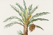 Date Palm - Watercolor Clip Art, an Education Illustration by Tati Bordiu (Thumbnail 4 of 5)