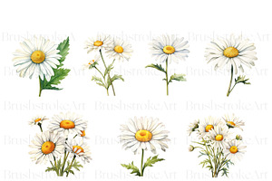 Watercolor Daisy, Wedding Flower PNG