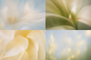 Dreamy Blurry Flower Backgrounds, a Background Graphic by Refancy (Thumbnail 11 of 12)