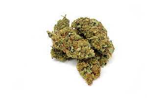 Cannabis marijuana weed close up