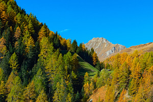 Forest mountain landscape Alps Austria