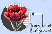 Watercolor Spring Tulips Clipart PNG, an Illustration by Canvas Craft (Thumbnail 2 of 7)