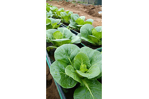 Fresh green cabbage plants growing, a Food & Drink Photo by Lermont51