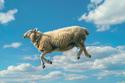 116 Flying animals, an Animal Photo by Handmadefont (Thumbnail 106 of 119)