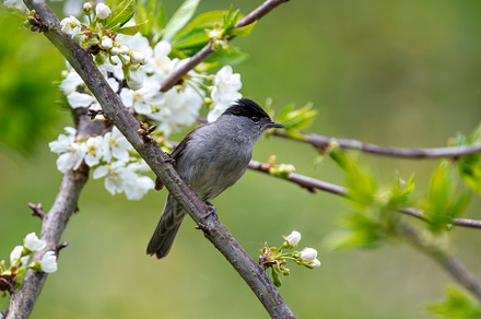 Male blackcap perched in a tree in spring., an Animal Photo by CreativePhotoSpain