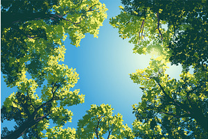 Low angle view of a tree canopy, an Illustration by Valerie Bodnar