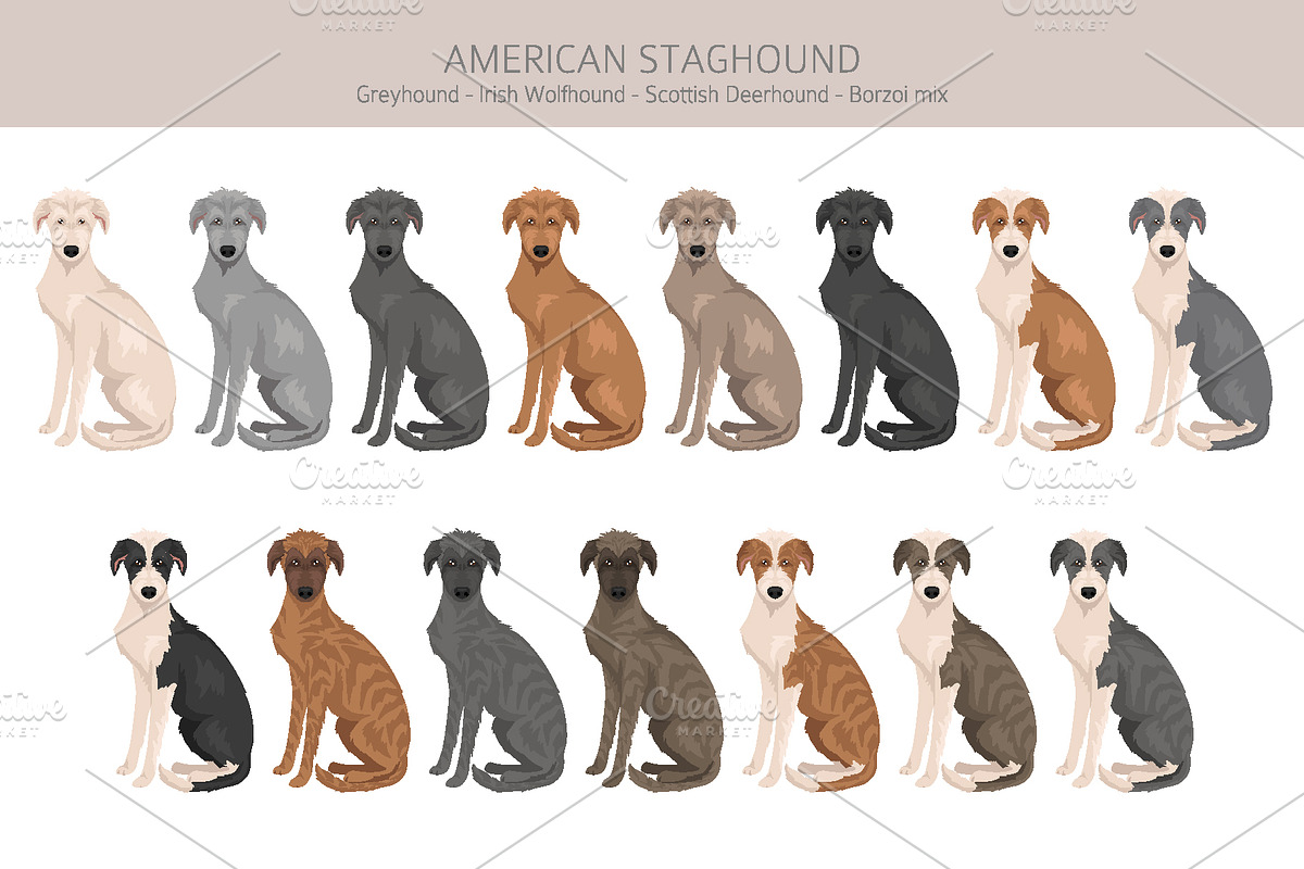 American Staghound dog, an Animal Illustration by pet design shop (Photo 3 of 6)