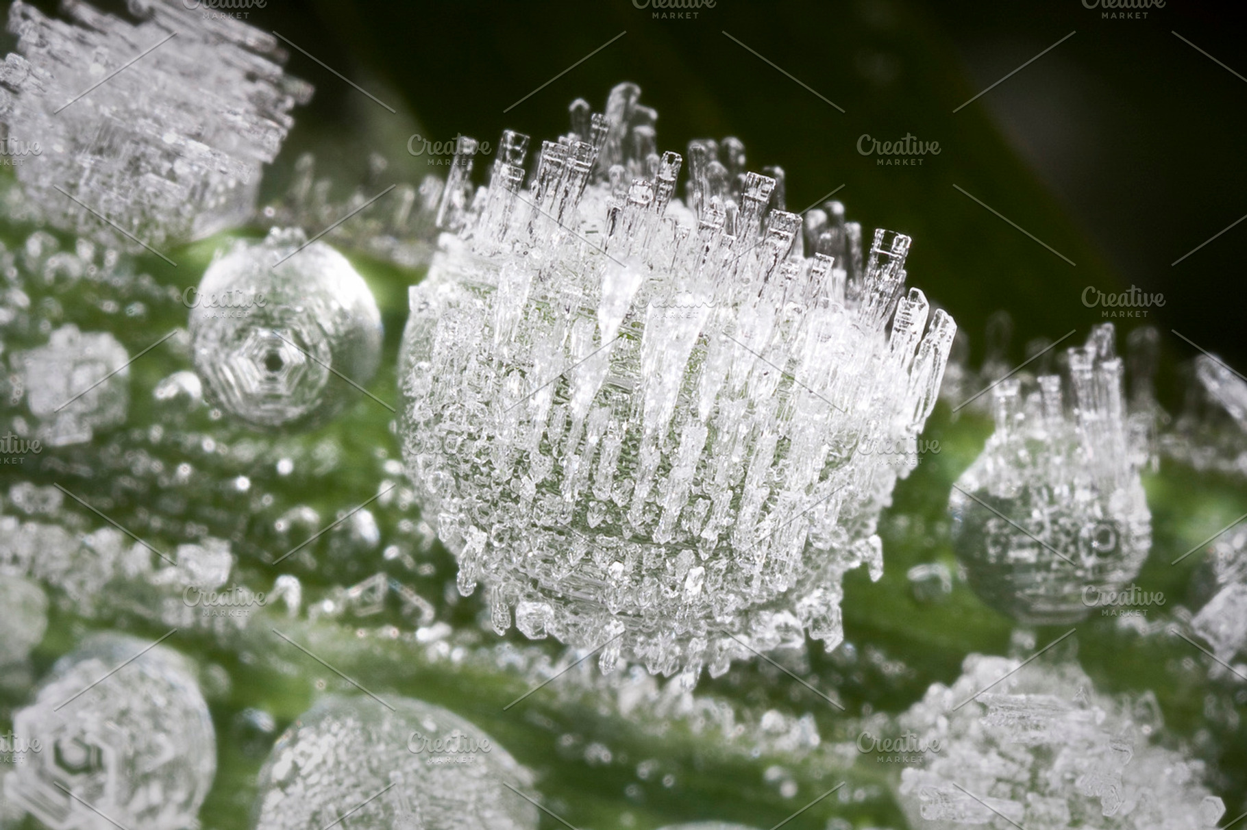Crystallized Dew Droplets Stock Photograph