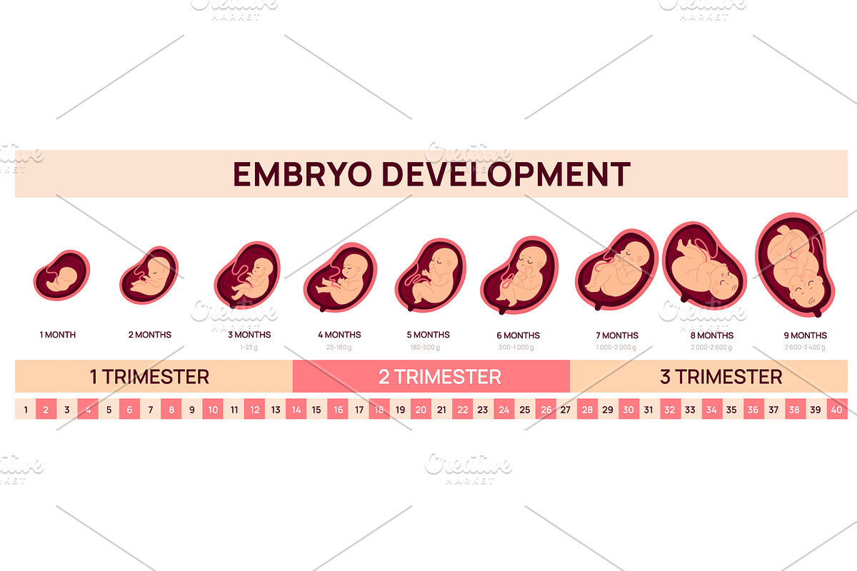 Human fetal development infographics, an Illustration by Vectorbuum