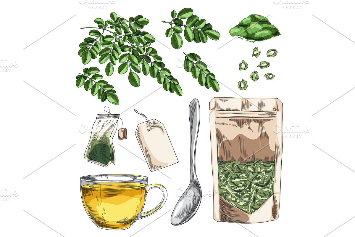 Moringa oleifera products hand drawn, a Food Illustration by Sabelskaya