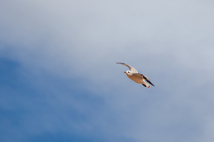 Seagulls