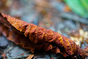 Autumn Leaf With Raindrops
