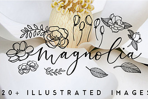 20+ Magnolia Flower Illustrations