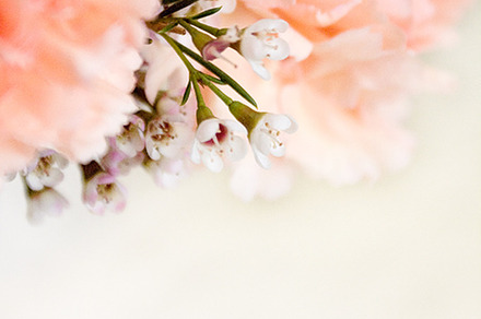 Peach carnations & white waxflowers containing flowers, floral, and florist