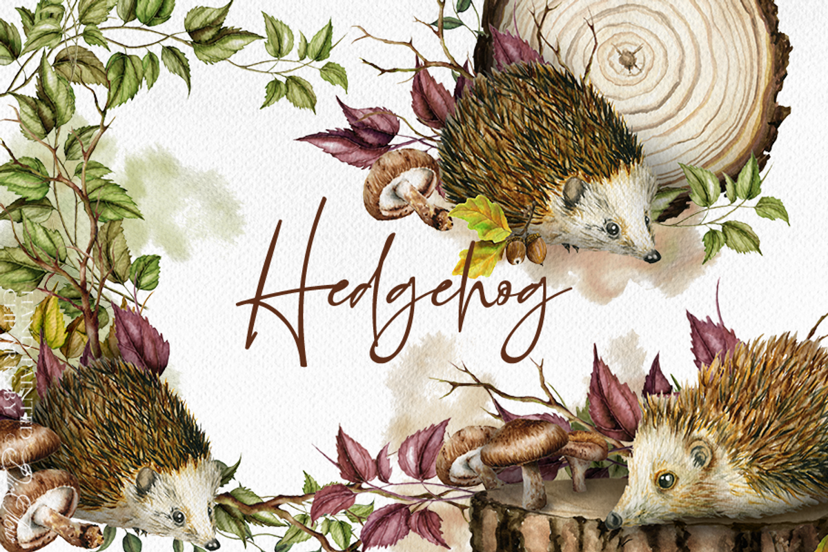 Hedgehog Watercolor Illustration, a Decorative Illustration by DioFlow (Photo 1 of 6)