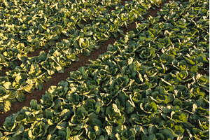 Fresh cabbage from farm field, a Nature Photo by MadPhotos