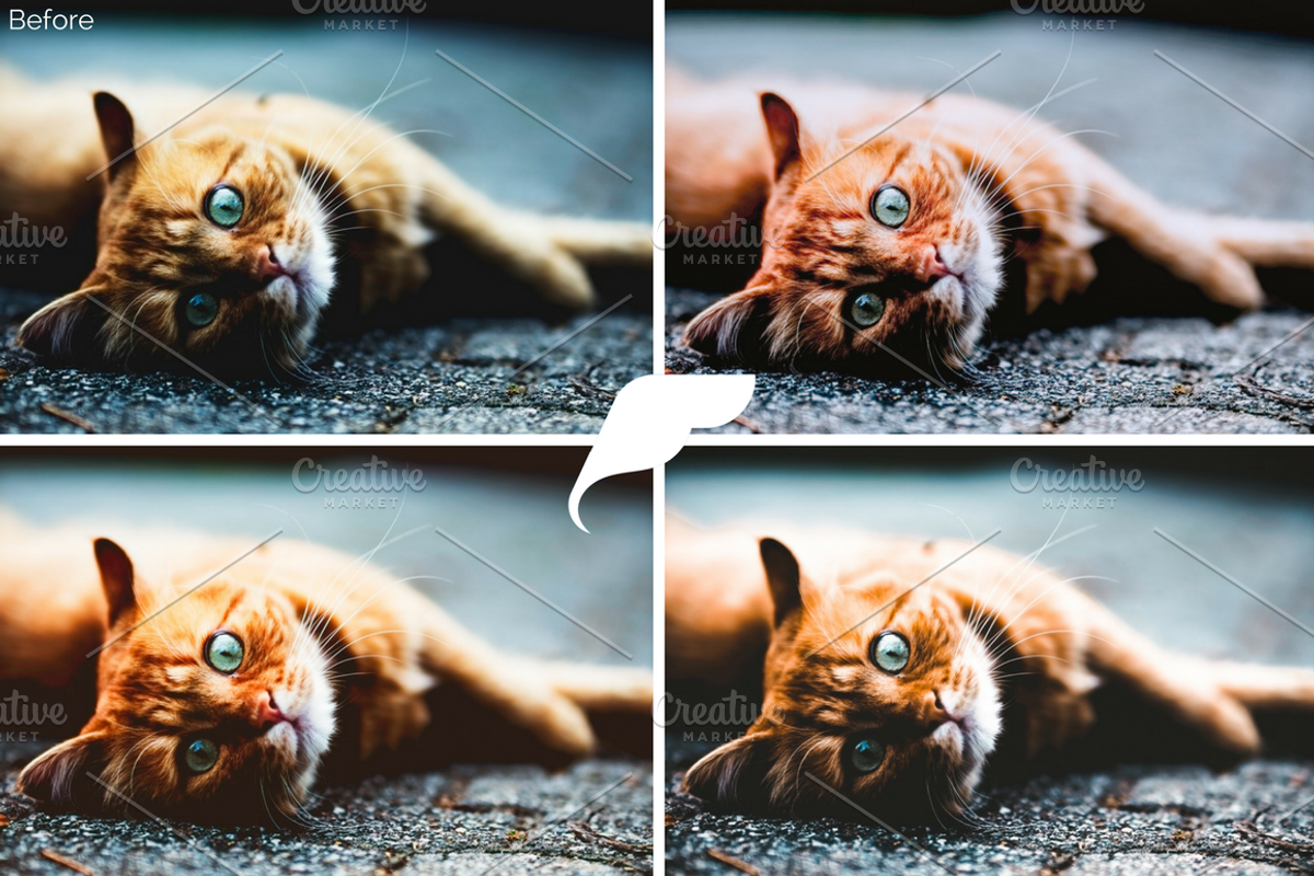 50+ Pet Lightroom Presets Vol. I preview 2
