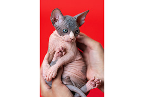 Sphynx kitten in hands veterinarian, an Animal Photo by Alexander-Piragis