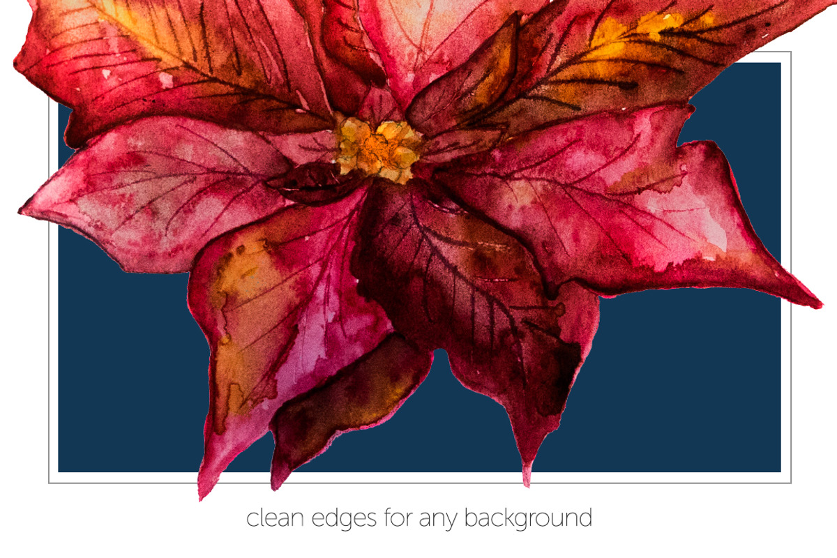 Poinsettia Watercolor Flowers, a Seasonal Illustration by Studio Meraki (Photo 2 of 4)