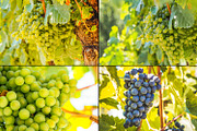 Viticulture /32 pics, a Brushes & More by tydla (Thumbnail 7 of 9)