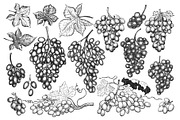Grape Vector Collection, a Decorative Illustration by Lubov Illustrations Shop (Thumbnail 2 of 5)