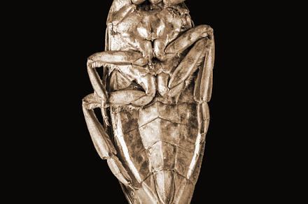 Dead dried cockroach isolated on black, an Animal Photo by GoodGoods