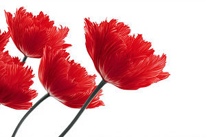 Elegant red parrot tulips, a Nature Photo by MistyDay