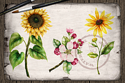 US State Flowers Part 3 Illustration, a Decorative Illustration by DioFlow (Thumbnail 3 of 5)