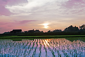 Rice field, a Photo by saiko3p