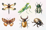 Vintage Insect Sublimation Clipart, an Illustration by Dream Creation (Thumbnail 3 of 7)