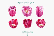 Tulips, an Illustration by OlyaSenko (Thumbnail 3 of 6)