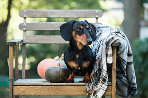 Dachshund miniature dog containing dachshund, dog, and pumpkin