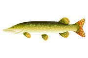 Pike fish, an Animal Illustration by Oceloti (Thumbnail 1 of 3)