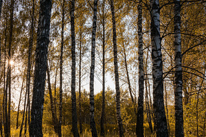 Sun setting through birch tree forest. Golden light illuminating autumn landsca, a Nature Photo by Eugene_Photo