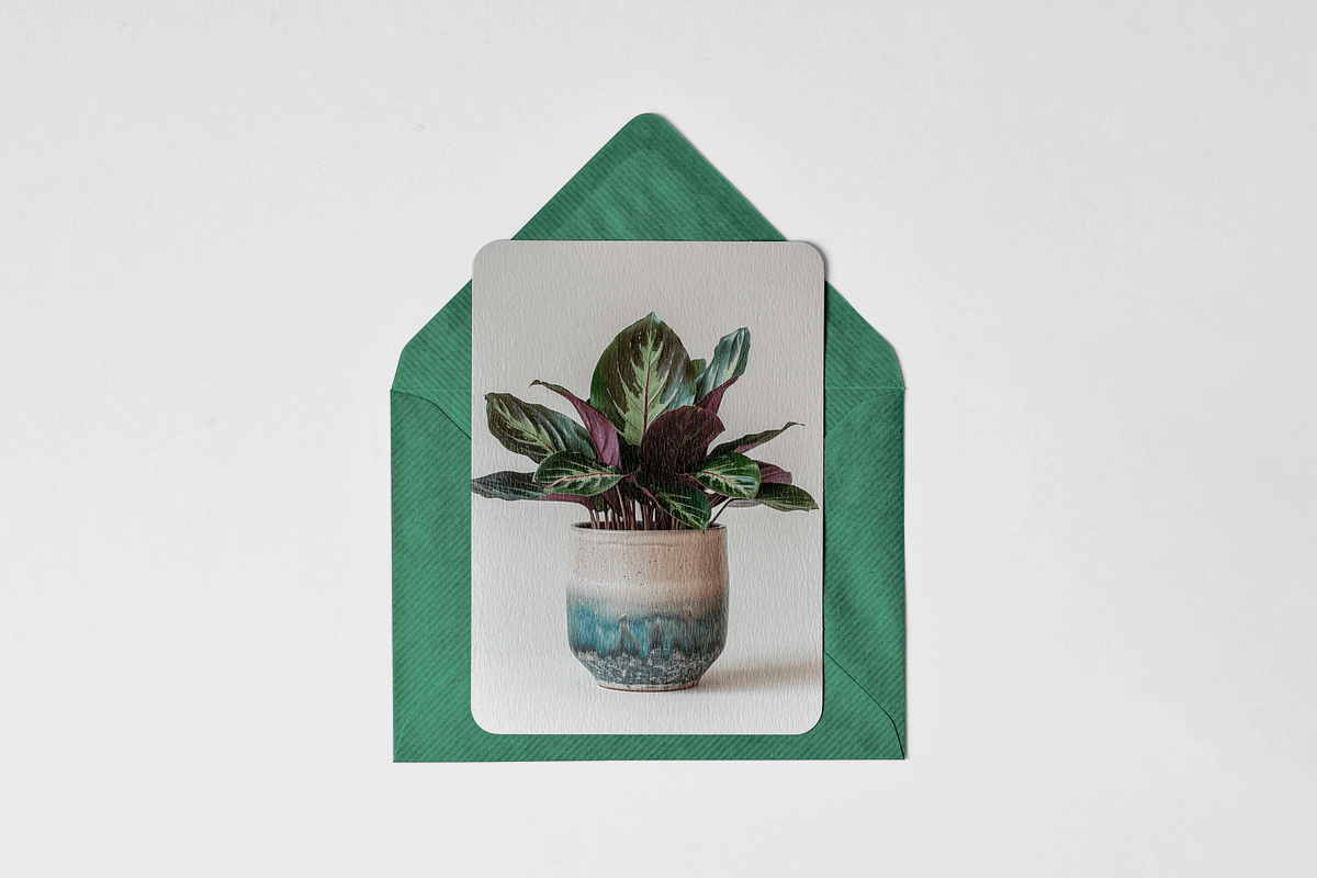 Home Plants, a Nature Photo by Typedreams.site (Photo 2 of 9)