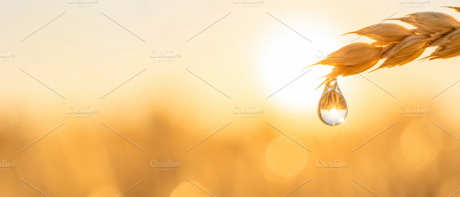 Sunset over wheat field with dew dro, a Photo by Dvoevnore photos