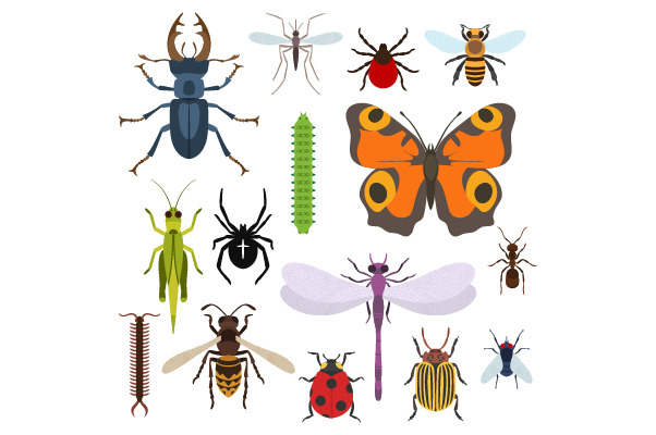Insects Set Of Icons From by Elegant Solution  Creative Market