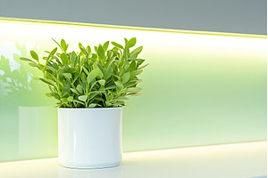 Green plant in white pot on light, a Nature Photo by Lermont51