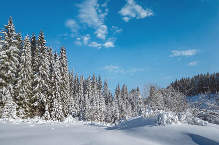 Alpine mountain snowy winter fir forest with snowdrifts, a Nature Photo by YuriyB
