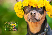 15 Dog Styled Photos, an Animal Photo by WildStrawberry Magic (Thumbnail 10 of 11)