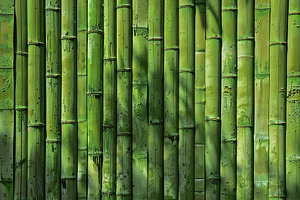 Bamboo stems background, a Nature Photo by AlyaAnd