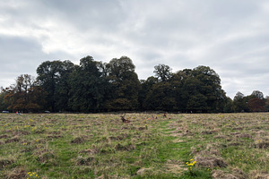 Deer in a meadow near trees in London park on a cloudy day, a Nature Photo by AS photostudio