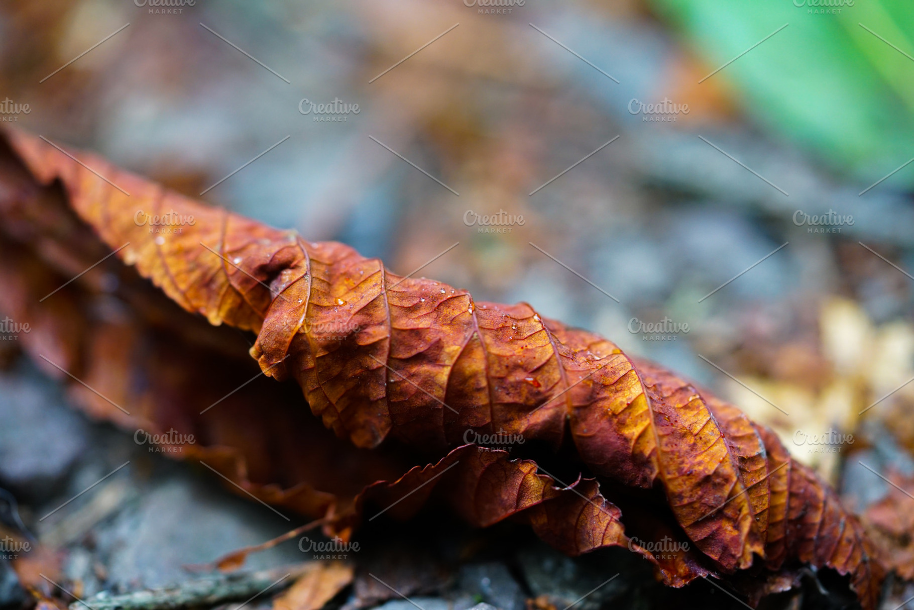 Autumn Leaf With Raindrops, an Abstract Photo by Nazar Hrabovyi