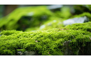 moss light green texture ai, a Background Photo by pikepicture