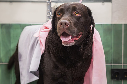 Labrador in the grooming salon, an Animal Photo by AlexBush