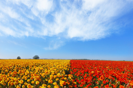 Kibbutz huge flower fields, a Nature Photo by kavram