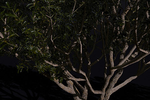 The Black Board Tree, a Plants & Tree 3D Model by FuturePastCreatives